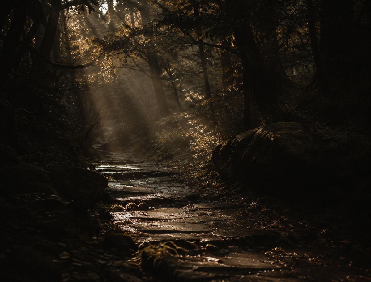 Light falling through trees onto a stone path